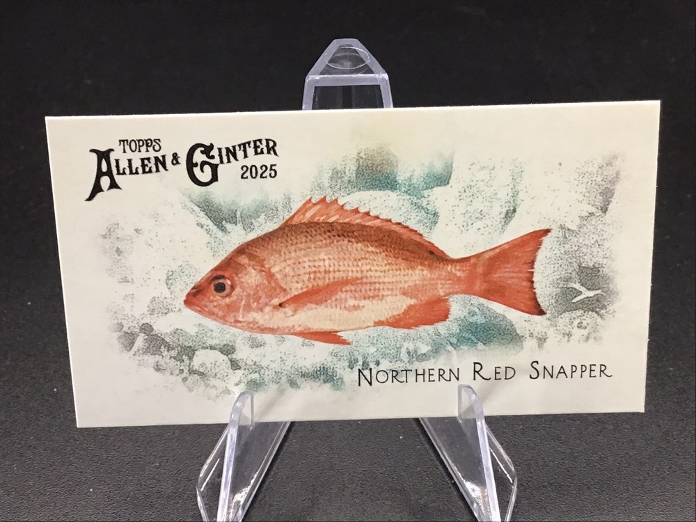2025 Topps Allen & Ginter Fish From Global Waters MINI #50 Northern Red Snapper