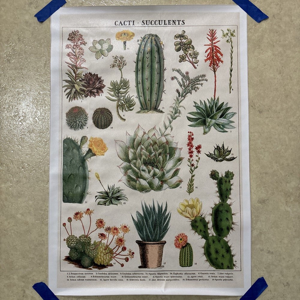 Vintage Style Botanical Cactus Poster ✅ Canvas Wall Art ✅ 16x24 inch - Unframed
