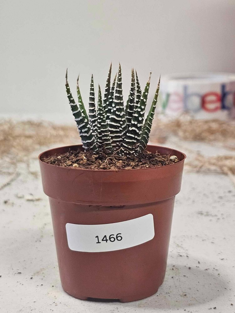 Haworthia fasciata ‘Zebra Plant’ (Rooted) in a 2.5