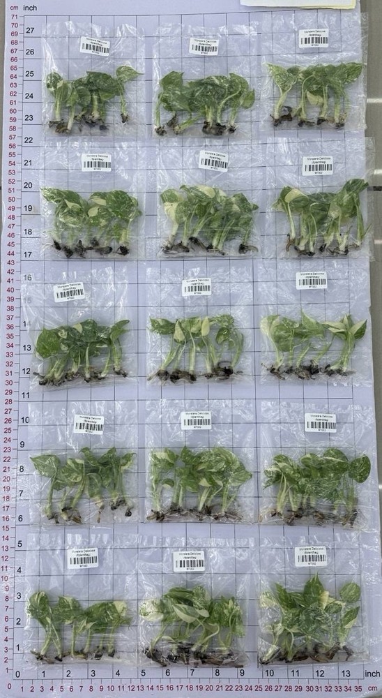 Monstera Thai Constellation Tissue Culture (1000 Stage 3 Tissue Culture Plants)