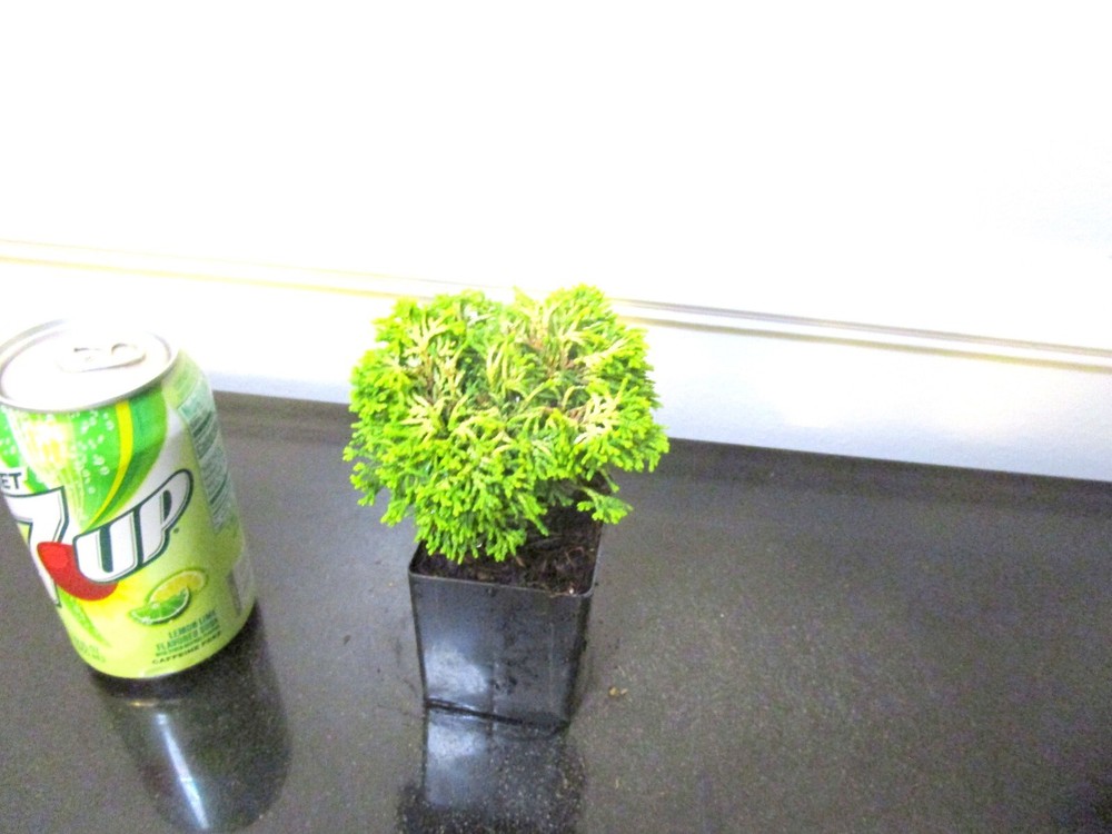 Dwarf Cypress Butterball for Mame Shohin Bonsai Tree Multiple Listing