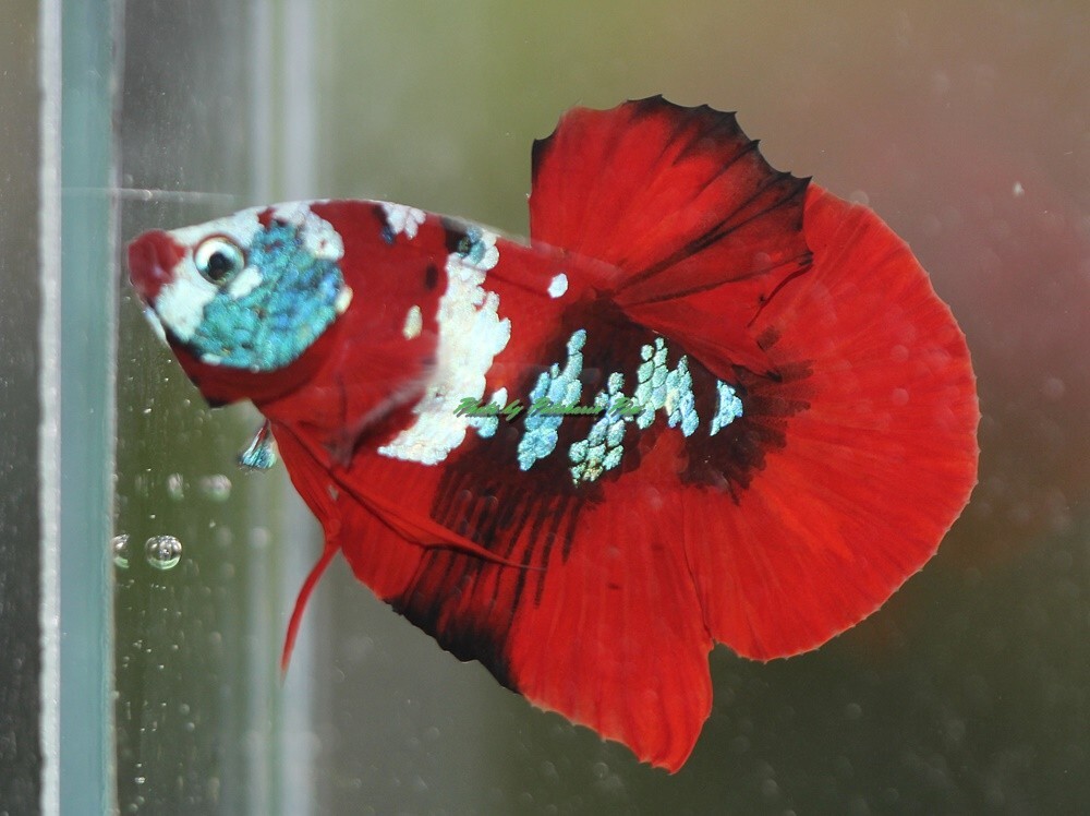 Live betta fish Fancy Hmpk male K2 ship from Thailand.