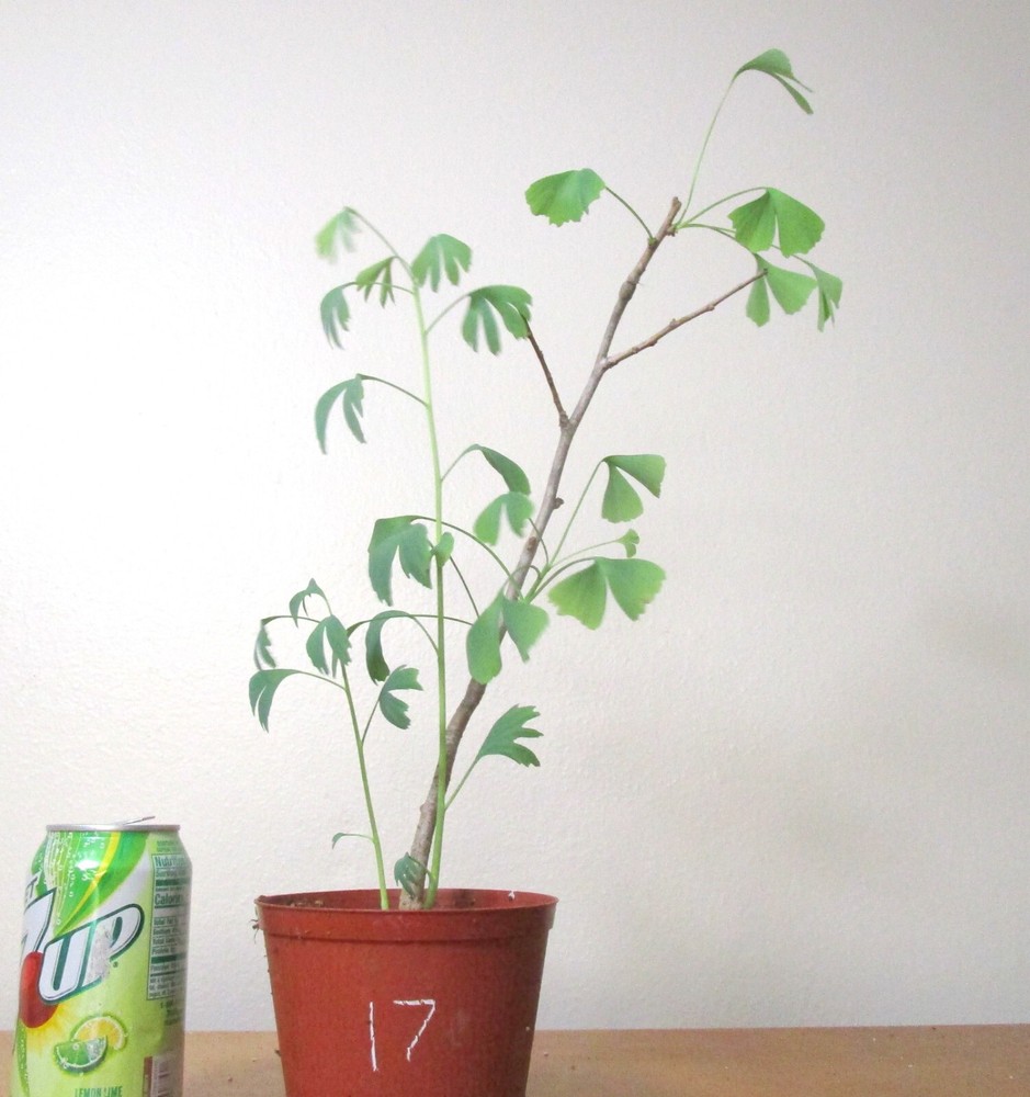 Gingko Biloba Mame Shohin Bonsai Tree #17 Small Rare Specimen