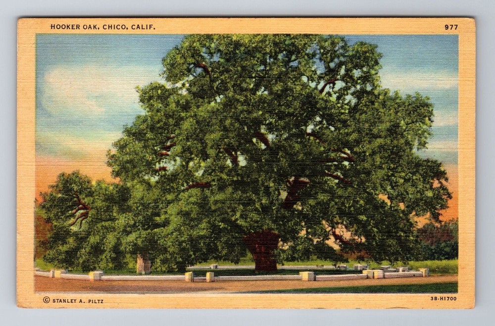 Chico CA Hooker Oak Tree Bidwell Park Antique Vintage Postcard