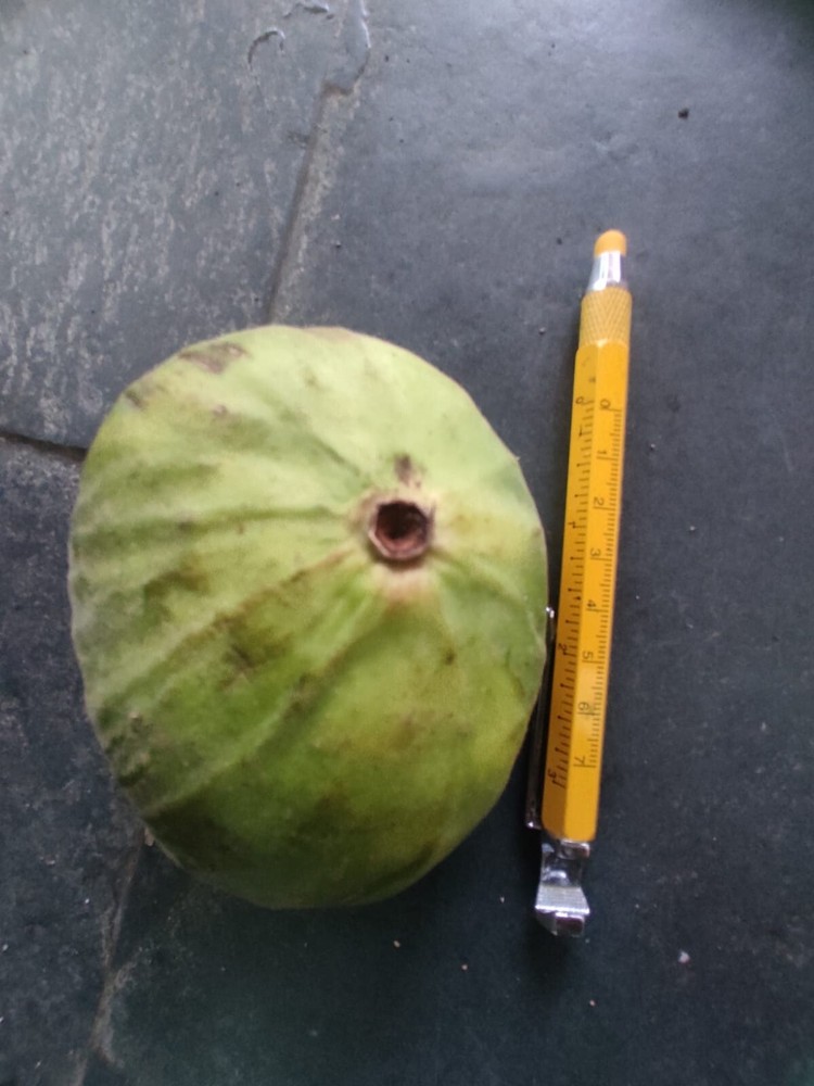 Plinia Rara Var. Verde