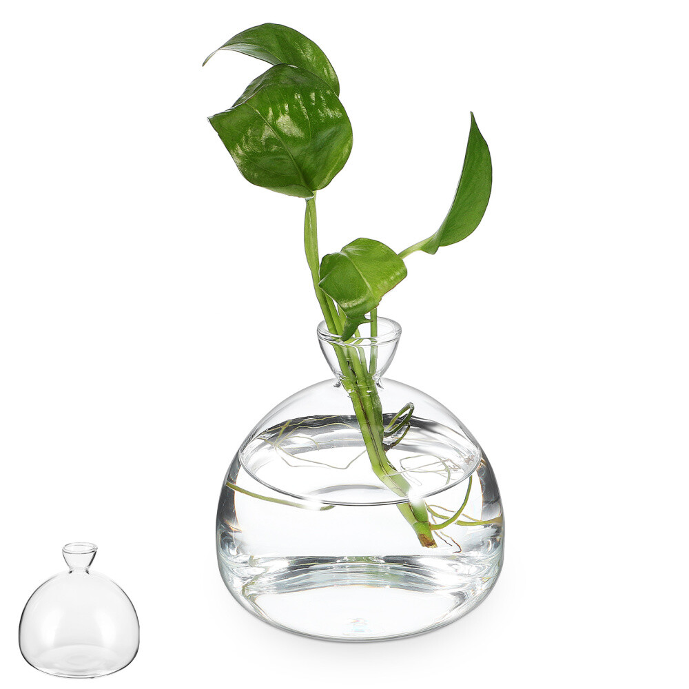 Transparent Glass Hydroponic Vase for Plants and Flowers