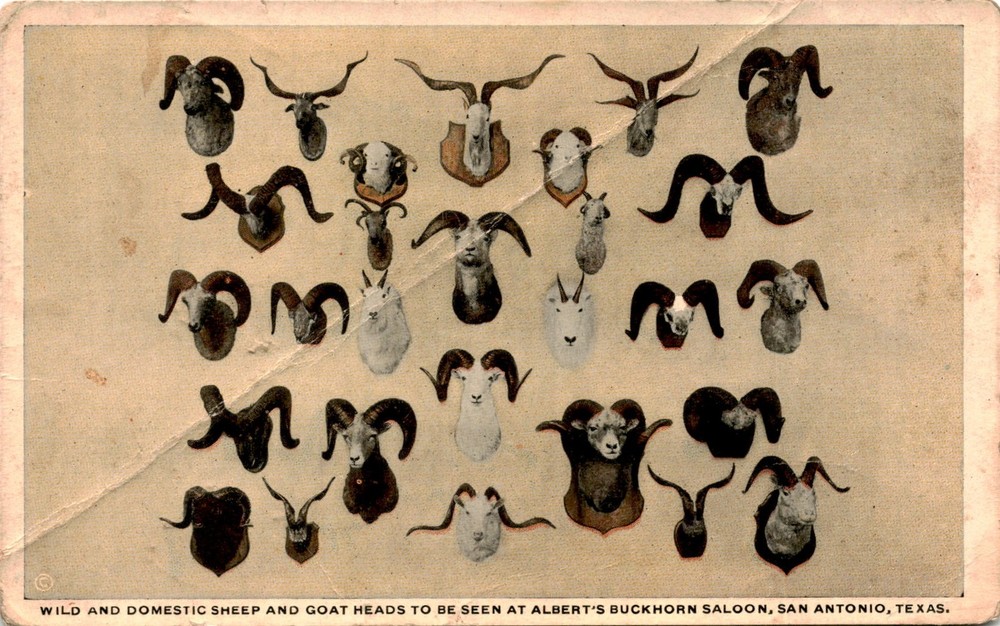 Albert's Buckhorn Saloon, San Antonio, Texas, Nic Tengg, 1915 Postcard