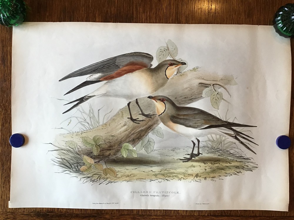 Antique hand-colored bird print by John Gould of Collared Pratincoles