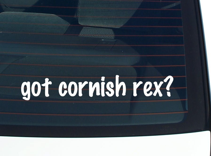 got cornish rex? CAR DECAL BUMPER STICKER VINYL FUNNY JOKE WINDOW
