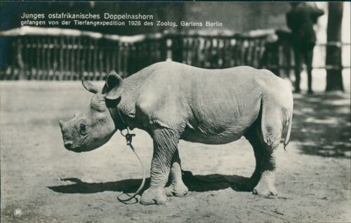 Postcard Berlin Zoo Zoological Garden Berlin East African Double Rhino