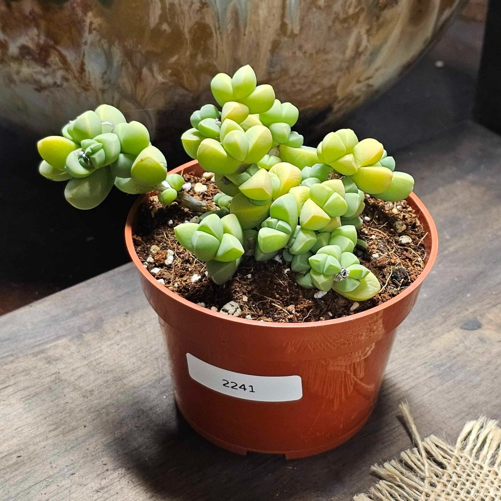 Corpuscularia lehmannii 'Ice Plant' in a 4