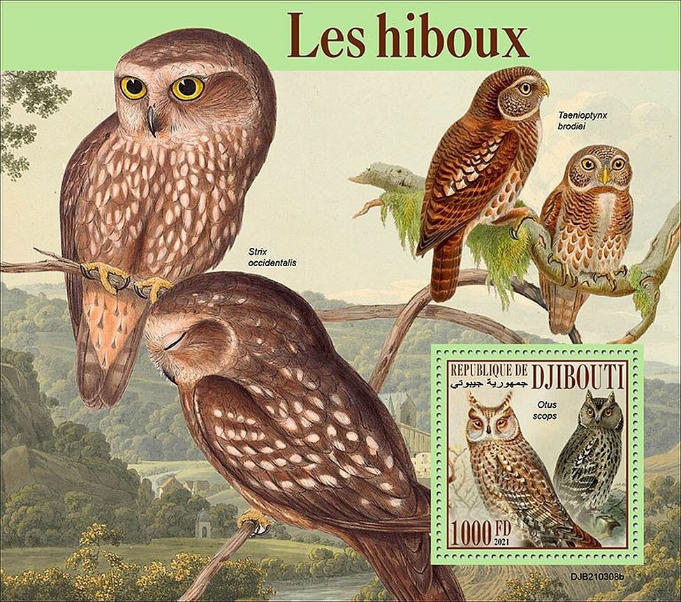 OWLS Birds of Prey 1-Value MNH Bird Stamp Sheet #199 (2021 Djibouti)