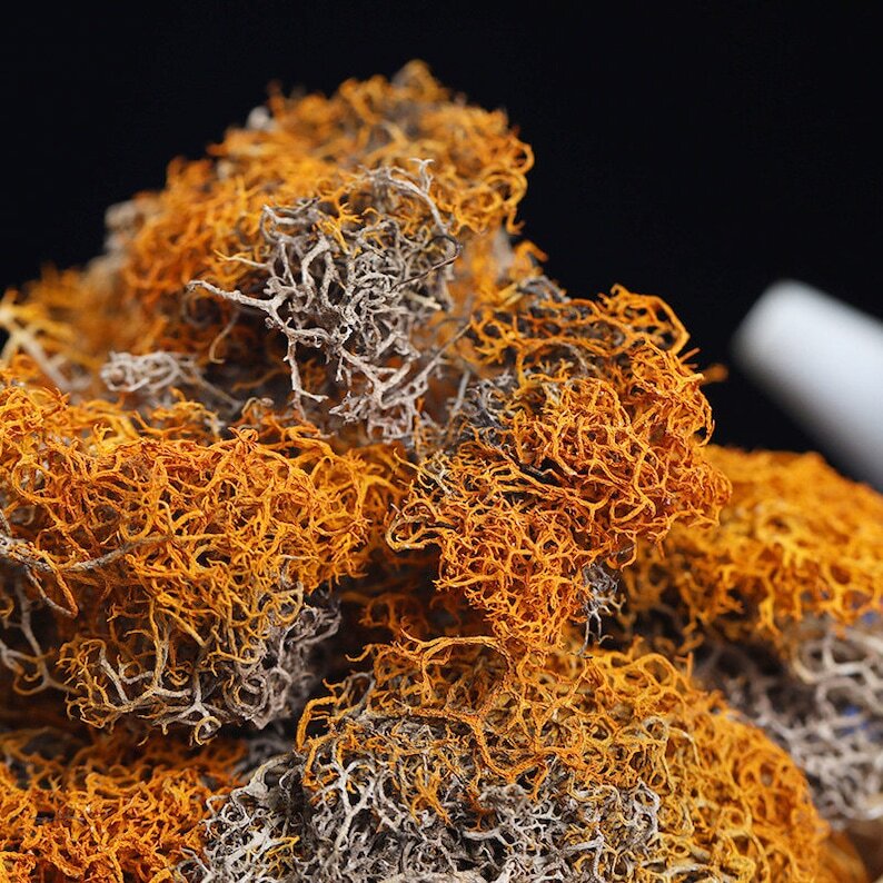 Dried Red Thamnolia Vermicularia Pure Natural Herball Tea Great Quality