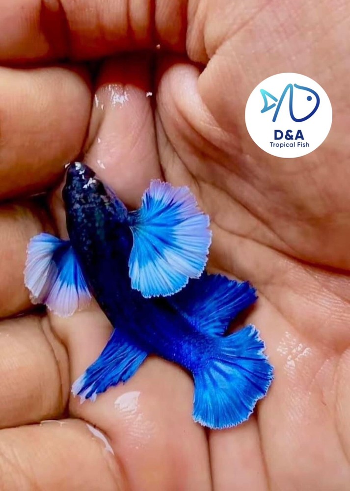 1 Male - Live Betta Fish High Quality - Dumbo Blue Butterfly Halfmoon USA Seller