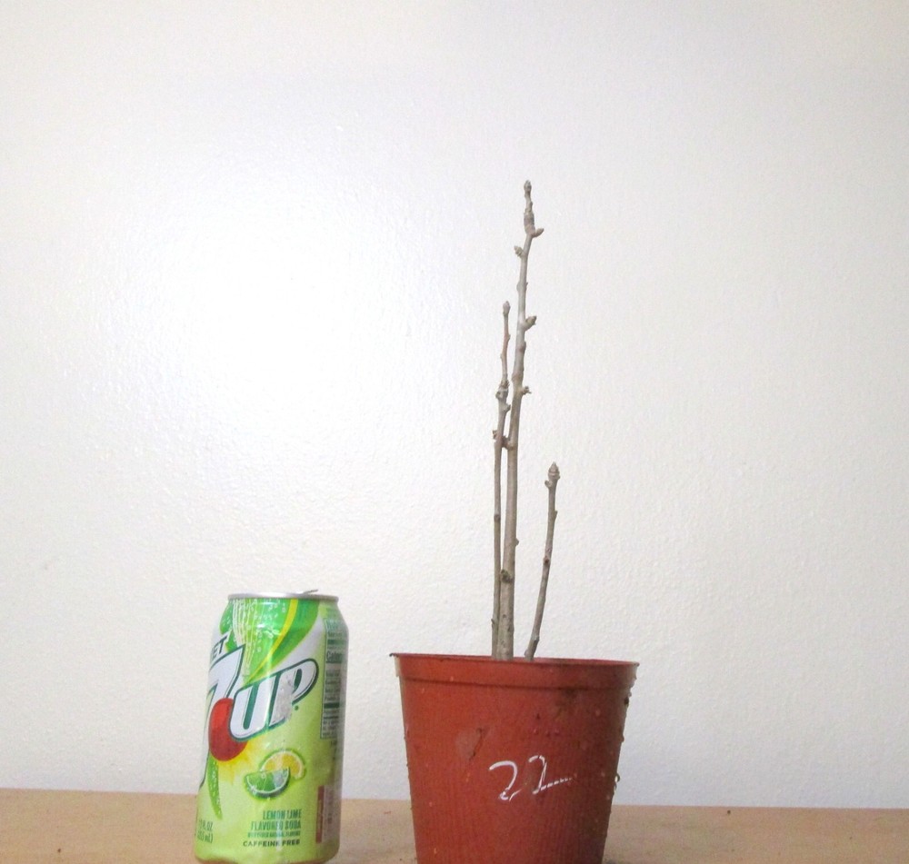 Gingko Biloba for mame shohin bonsai tree #22