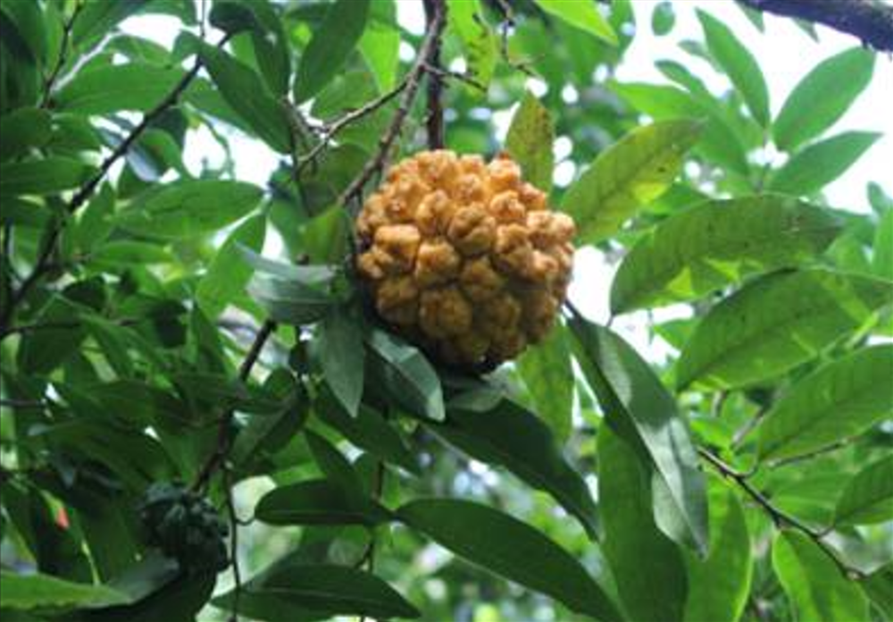 Annona Neolaurifolia
