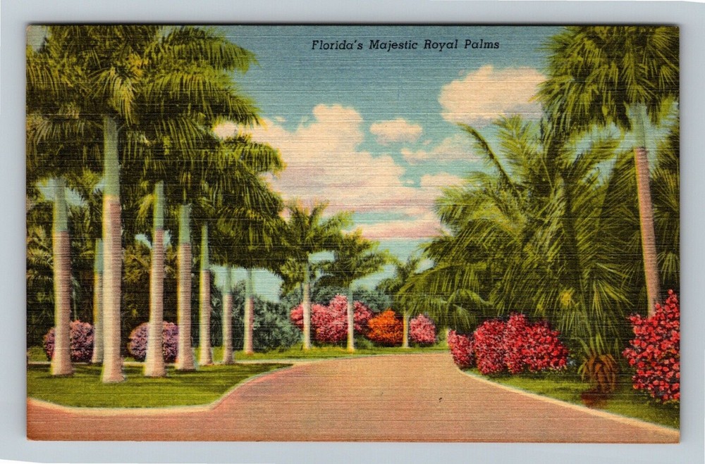 Vintage Florida Palm Tree Street Souvenir Postcard