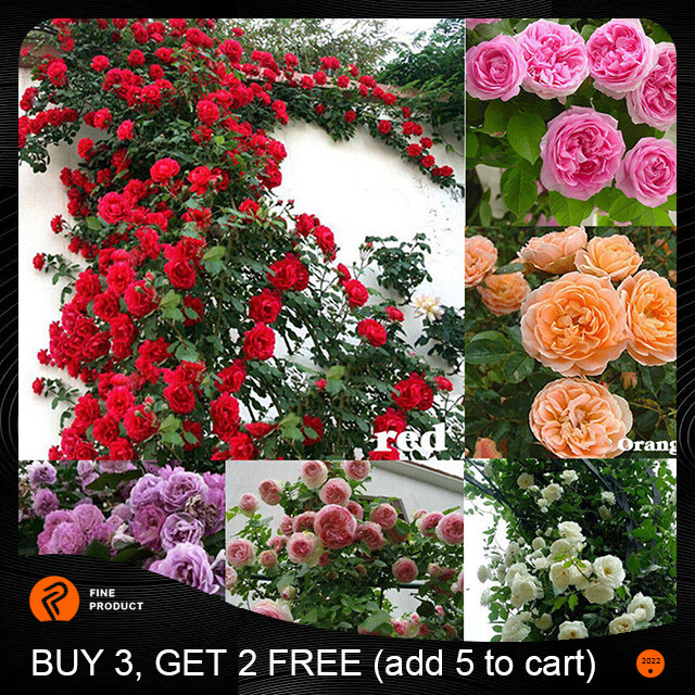 100Pcs Climbing Rose Rosa Multiflora Perennial Fragrant Flower Seeds Home Decor