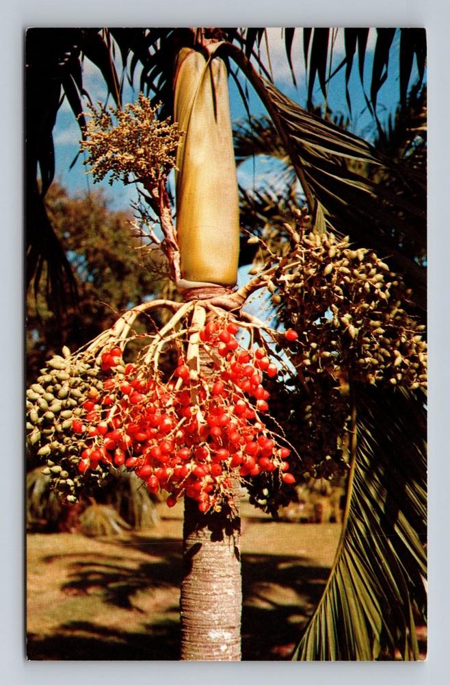Florida FL Coral Gables Fairchild Tropical Garden Plants Vintage Postcard Postal