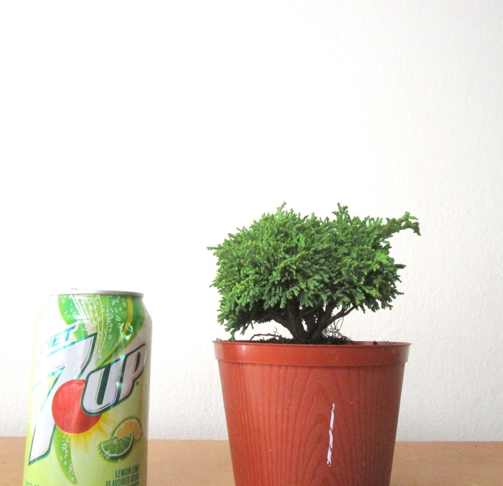 Fat Dwarf Tsukumo Cypress Mame Shohin Bonsai Starter Tree #1