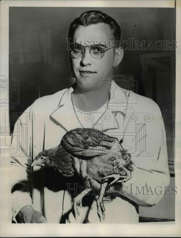 1949 Press Photo Harold Hjelmstead carefully holds Emily,a New Hampshire pullet