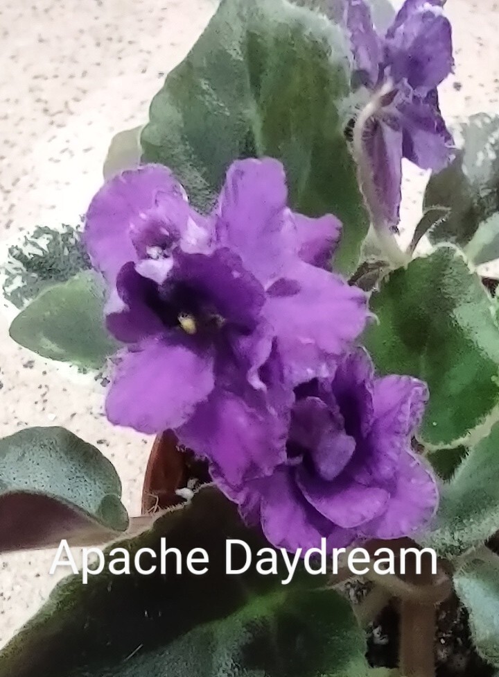 African Violet LEAF POT - APACHE DAYDREAM standard