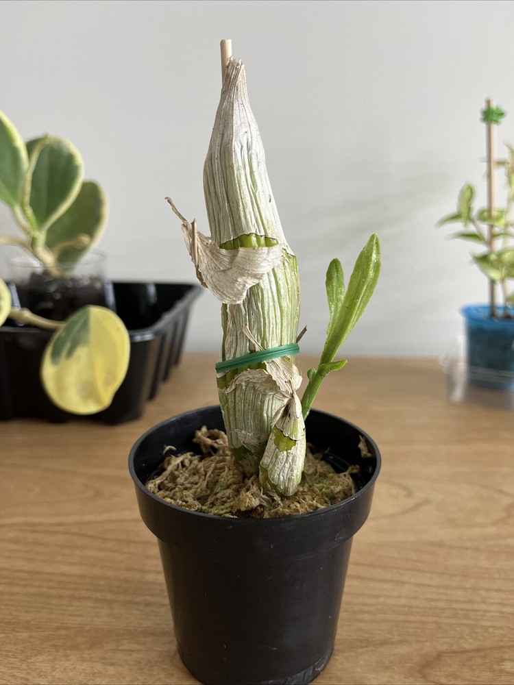 Catasetum Ivaneae Rare Species One And Only