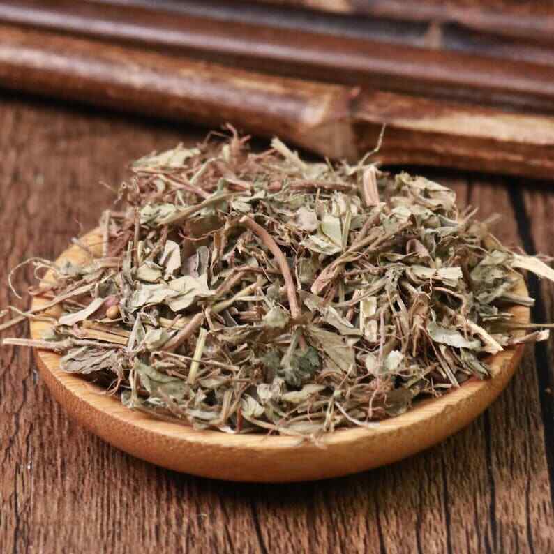 Organic Herbal Phyllanthi Urinariae Common Leafflower Herb Great Quality