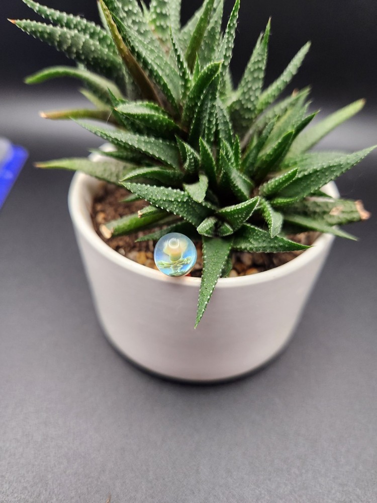 Borosilicate Glass Plant Stake for Succulents Indoor Garden Made in USA