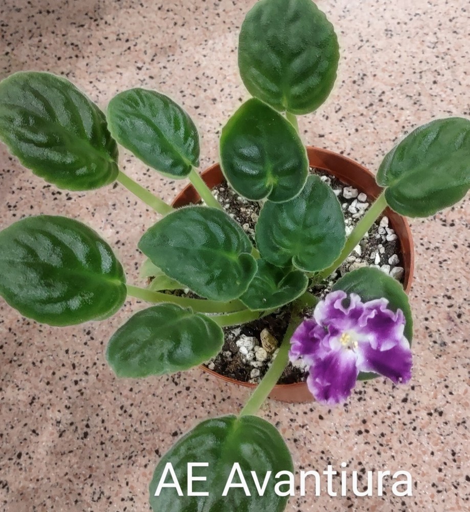 African Violet LEAF POT - AE AVANTIURA standard Russian