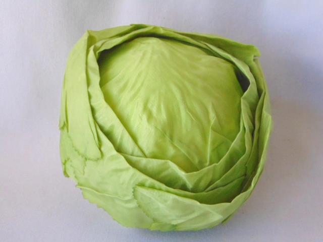 Realistic LETTUCE CABBAGE HEAD, Grocery Store Display, Food Replica, 1990s