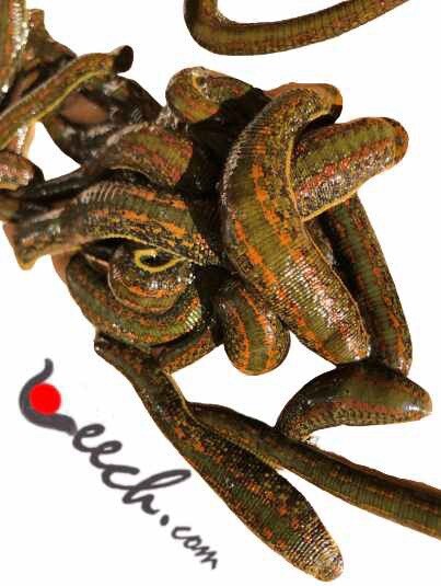 Live Leech Hirudo Verbana AKA “Medical Leeches” Medium Size