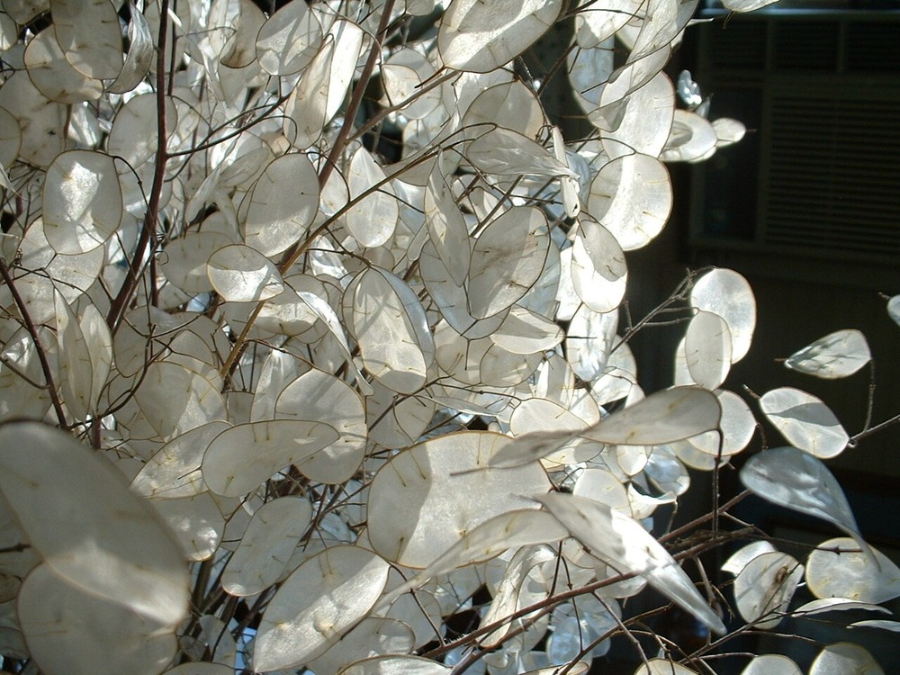 30 Dried Lunaria Moonwort Honesty Silver Dollar Money Plant Stems 5