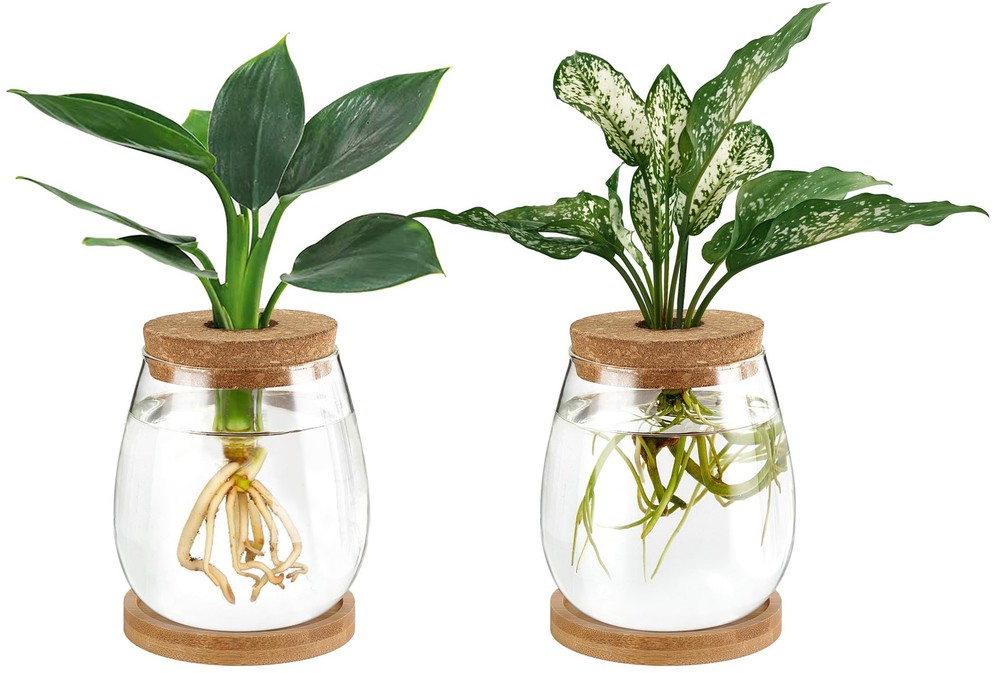 Glass Propagation Jars with Wooden Saucer & Cork for Plant Terrariums