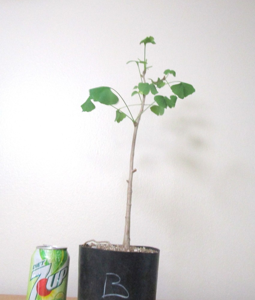 Gingko Biloba for Mame Shohin Bonsai Tree Cultivation