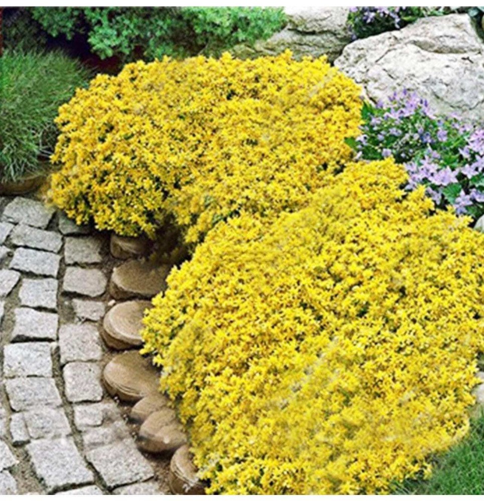 20+ seeds rare Golden Rock Cress Heirloom, Ground Cover Plants Easy to Plant an