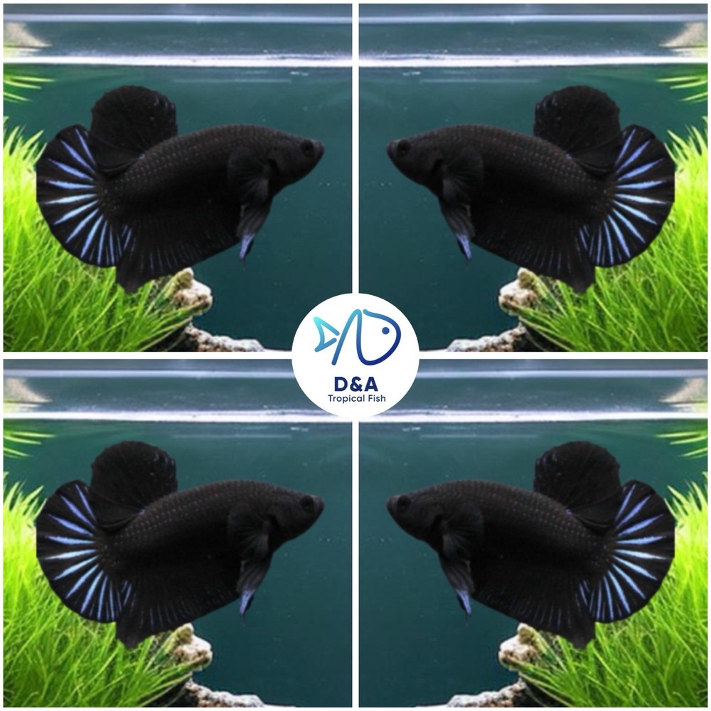 Premium Male Super Black Betta Fish - High Quality - USA Bred