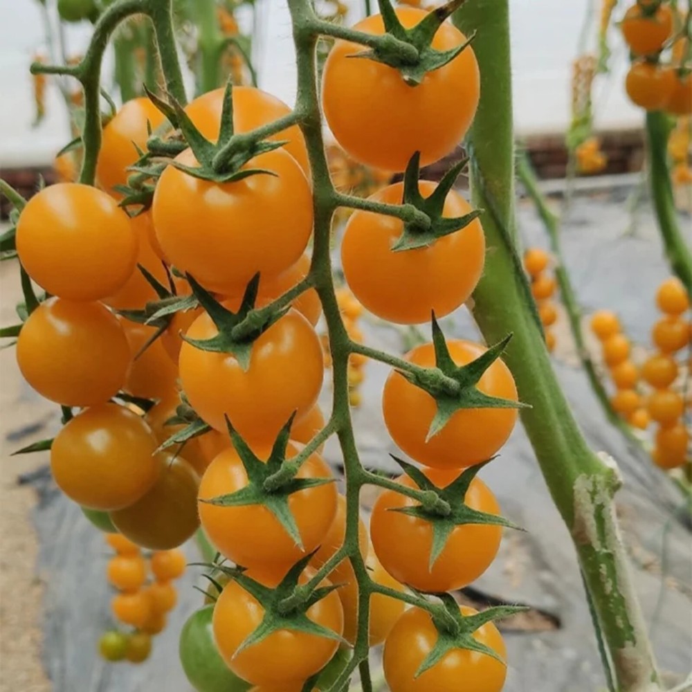 100pcs Heirloom Non-GMO Super Sweet Yellow Cherry Tomato Seeds for Patio Garden