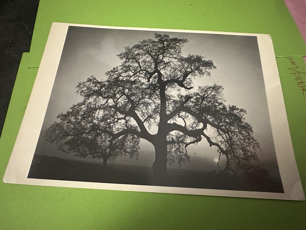 Vintage Ansel Adams Oak Tree Sunset California Postcard Reprint