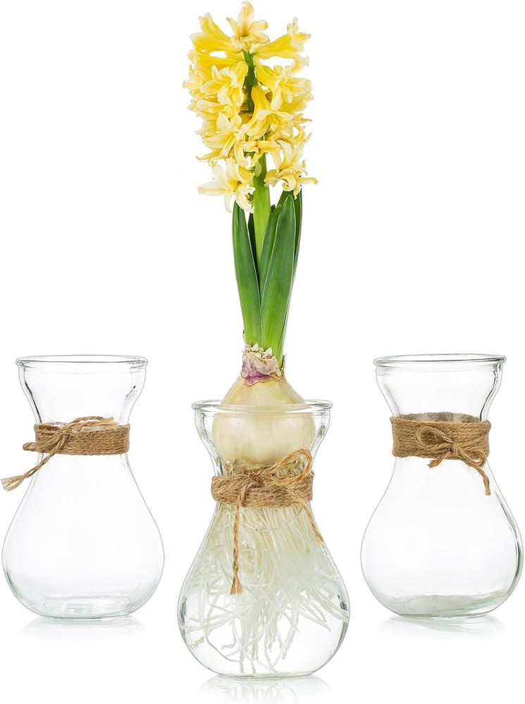 Clear Glass Vase for Flowers, Set of 3 Bulb Vase for Forcing Hyacinth Bulbs, Sma