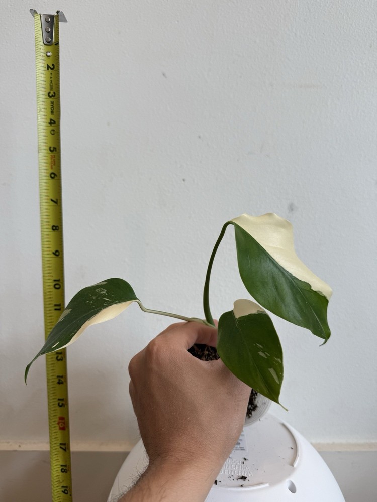 Rooted Variegated Monstera Albo Borsigiana Plant -  Happy Holiday Sale