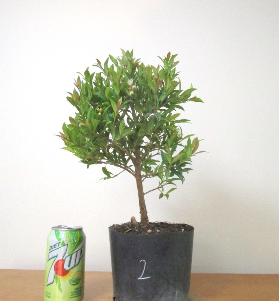 Dwarf brush cherry for unique flowering mame shohin bonsai tree #2