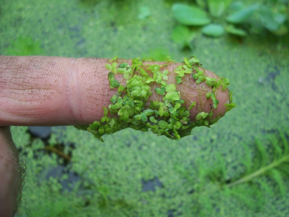 1 CUP DUCKWEED,FISH KOI FOOD,POND PLANT WATER GARDEN BIOFILTER,100%ORGANICGROWN