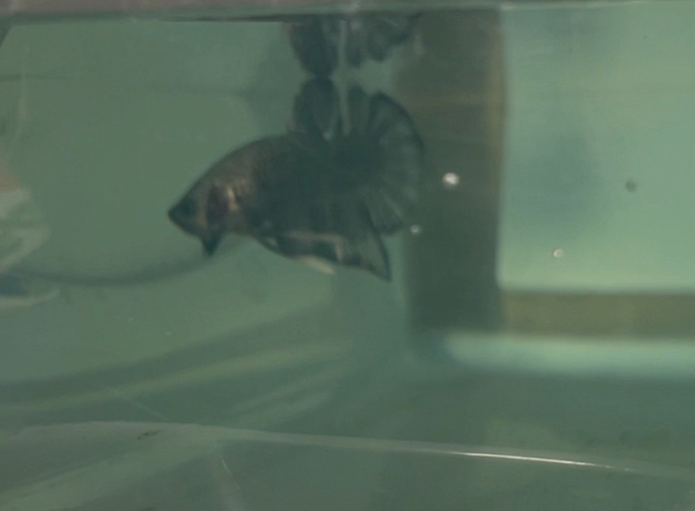 Betta Cuper 99 Premium Betta Fish Food for Vibrant Colors