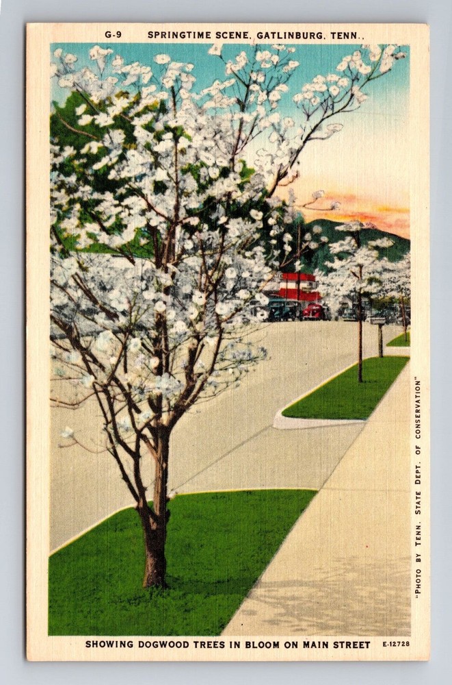 Gatlinburg TN Dogwood Trees Bloom Antique Vintage Postcard  