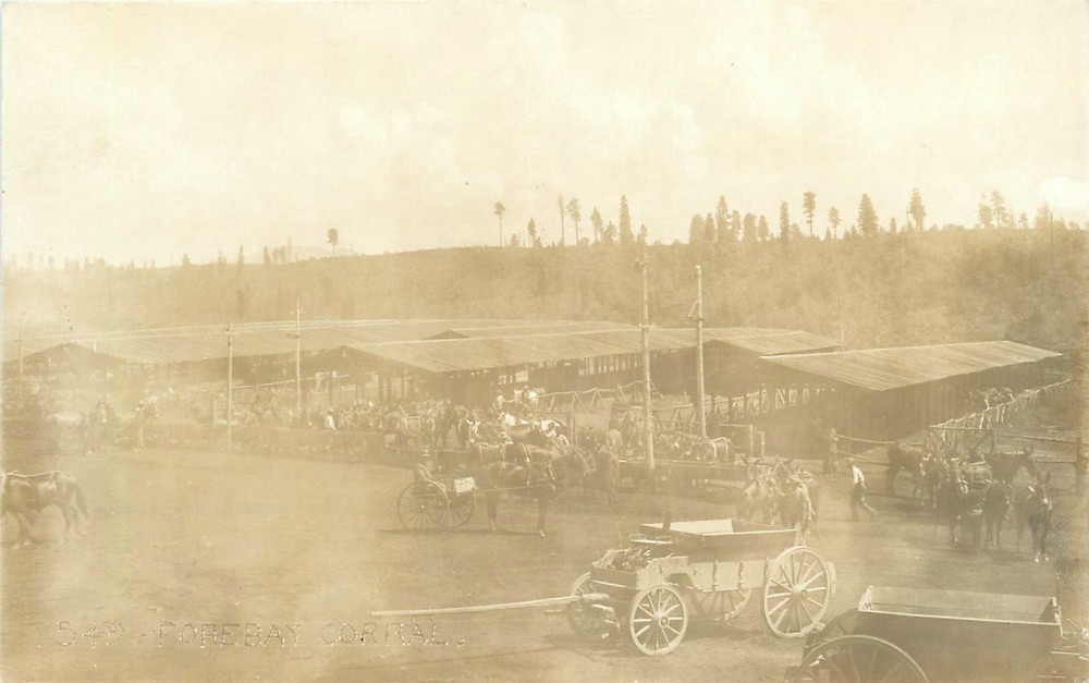1912 Placer California Drum Canal water Project horse RPPC Postcard 25-6244