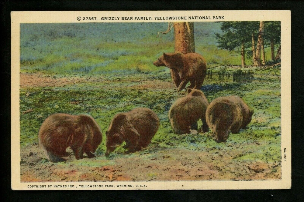Grizzly Bear Family Postcard Yellowstone Wyoming WY Linen Teich Wildlife