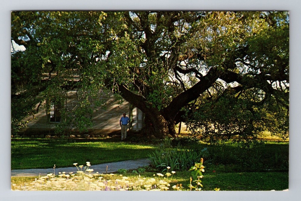 Rio Frio Texas Vintage Postcard Featuring Old Oak Tree and Man