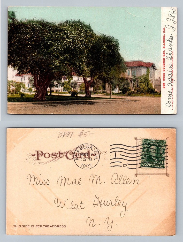 Vintage 1907 Moss Oak Tree Scene Postcard Alameda California