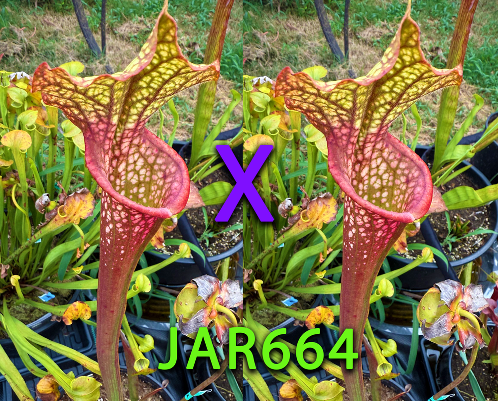 Sarracenia Seeds - JAR664 Dragon Queen x Self
